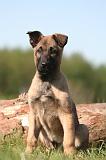 MALINOIS 988